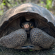 The recently rediscovered Fernandina Giant Tortoise.